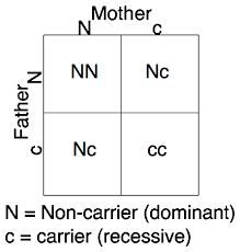 Creating a punnett square requires knowledge of the genetic composition of the parents. How Are Punnett Squares Used In Genetics Quora
