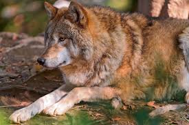 lying wolf ii another wolf lying in the enclosure of the z flickr