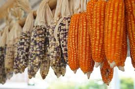 Plant height is important when you're trying to deter raccoon. How To Grow Sweet Corn At Home Gardener S Path