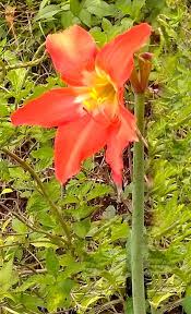 Image result for Hippeastrum puniceum