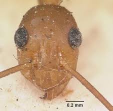 Image result for Anagallis gracilipes