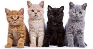 Gambar anak kucing yang comel dan gebu kucing org. Gambar Kucing Comel Dan Manja Anak Kucing Lucu Dan Paling Cute Sangat Baby Animal Drawings Beautiful Kittens Gorgeous Cats