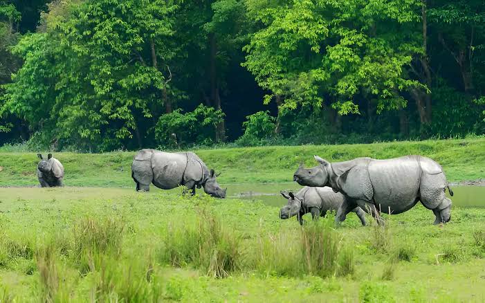 Kaziranga National Park Image 1