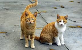 Orange cats (or ginger cats) are among the most popular cat types there are and have cropped up all over the world in cartoons and tv shows (garfield there do tend to be more orange male cats, but there are plenty of female orange cats. Orange Cat Names 157 Names For Reds Gingers And Marmalades