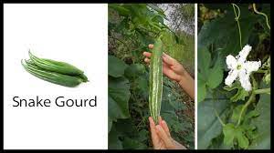 Snake gourd flowers male and female. How To Grow Snake Gourd Tender Squash Or Tomato Sauce Replacement Youtube