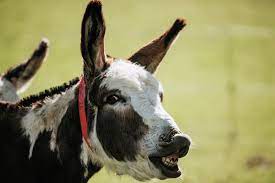 He will do this every time you go up to the fence.we named him kevin or you can call him. Quit Horsin Around 10 Top Facts You Probably Didn T Know About Donkeys Horsetalk Co Nz