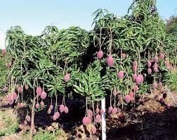 Faire Pousser Un Manguier A Partir De La Graine D Une Mangue Planter Des Arbres Jardin Fruitier Jardinage