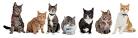 List of Cat Breeds | Petfinder