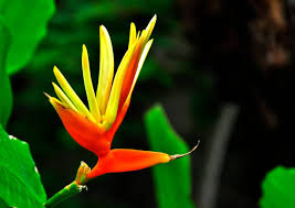 Image result for Strelitziaceae