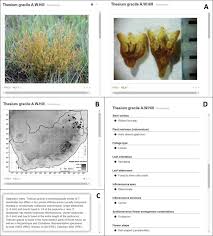 Image result for Thesium goetzeanum