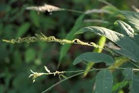 Image result for Pleurolobus