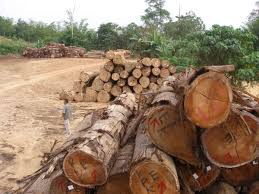 Punca seterusnya merupakan pembalakan secara haram. 16 Hutan Simpan Kekal Di Kelantan Diceroboh Pembalak Haram