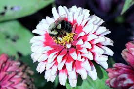 Nitrous oxide (n 2 o) fluxes were measured from rice fields treated using different irrigation techniques and types of urea fertilisers. Study Suggests Mutualistic Symbiosis Between Parasitic Mite And Pathogenic Virus Responsible For Bee Colony Loss
