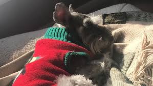 Fundraiser by Thomas Terrill : Help Gabby, who was attacked by another dog