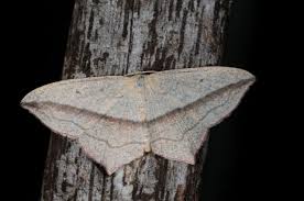 Image result for Timandra griseata