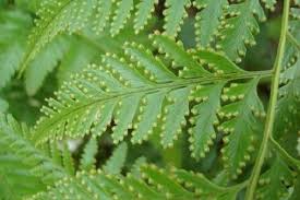 Japanese holly fern does excellent here in salt lake city, utah (zone 7b) and they stay completely evergreen every single year. Davallia Denticulata Rabbits Foot Fern Seeds Fern Seeds Fern Plants Rabbits Foot Fern