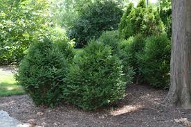 Image result for Buxus nyasica
