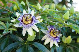 Passion Flower Propagation How To Root Passion Vine Cuttings And Grow Passion Flower Seeds Passion Fruit Plant Passion Vine Passion Flower