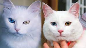 Van Kedisi ile Ankara Kedisi Arasındaki Farklar - Kedi Blog