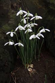 Galanthus, snowdrop is a small genus of approximately 20 species of bulbous perennial herbaceous plants in the family amaryllidaceae. How To Grow Snowdrops Easton Estate And Walled Gardens