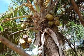 Image result for Cocos nucifera