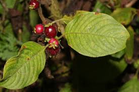 Image result for Sabicea venosa