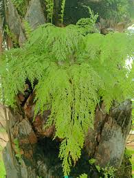 Image result for Ceratotheca integribracteata
