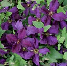 Mulch well with composted manure or compost. Clematis Powojnik Polish Spirit Baza Produktow Nasze Krzewy Krzewy I Sadzonki