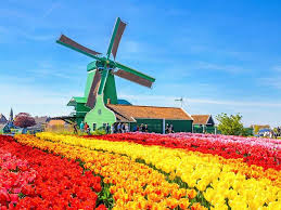 Dutch flower sea travelers' reviews, business hours, introduction, open hours. Tulipmania Is Back Head To Holland For A Mesmerizing Flower Experience Newsmobile