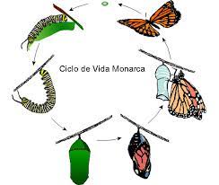 Ahora puedes aprender el ciclo de la vida de una mariposa de forma fácil y sencillo. Ciclo De Vida Monarca Ask A Biologist