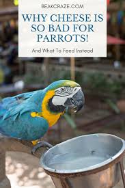 Dogs will eat almost anything, so a pumpkin isn't out of the question, particularly since tiny pumpkins and gourds may resemble a toy or ball. Why Cheese Is So Bad For Parrots And What To Feed Instead Beak Craze