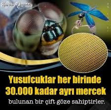 Mutəllib Talib Adli Kullanicinin Iman Hakikatleri Panosundaki Pin Yusufcuk Bocek Cift