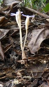 Image result for Voyria