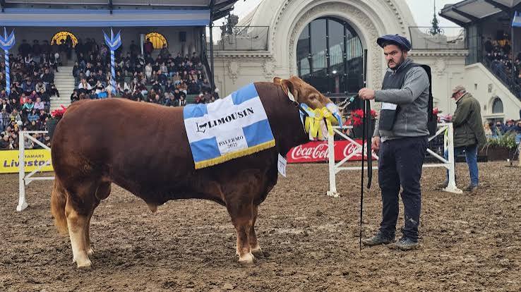 La Raza Limousin consagró a sus mejores ejemplares en la 137° Expo Rural de Palermo – Mundo Agro Cba | Noticias del Agro