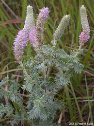 Image result for Landolphia villosa