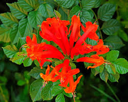 Image result for Tecomaria