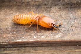 What Do Drywood Termites Look Like Drywood Termite