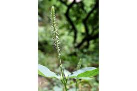 Image result for Achyranthes