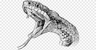 Snakes have a beautiful scaly texture that is very delightful to render on paper. Rattlesnake Vipers Drawing Snake Animals Scaled Reptile Png Pngegg