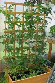 Melons do best with small amounts of fertilizer in two or three applications. 10 Diy Watermelon Trellis Ideas Grow Watermelons Vertically Outdoor Happens Homestead