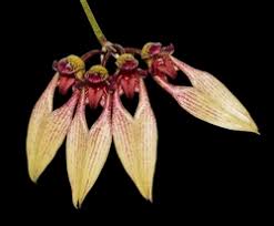 Image result for Bulbophyllum saltatorium