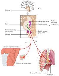 The Process Of Breathing Voer Physiology Respiratory Anatomy And Physiology