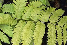 Image result for Dryopteris