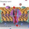 The action potential in one area of the membrane stimulates the following area causing the ion channels to open. 1