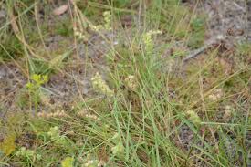 Image result for Cenchrus incertus