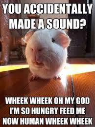 Pin On Guinea Pig Memes Humor