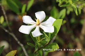 Image result for Gardenia cornuta