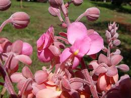 Image result for Cassia thyrsoidea
