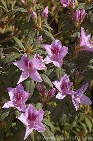 Big Sepal Azalea Rhododendron Macrosepalum An Early Spring Flowering Species Native To Japan It Is One Of The Parents Of The G Rhododendron Species Azaleas