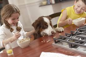 Les Cereales Representent Elles Un Danger Dans L Alimentation Du Chien
